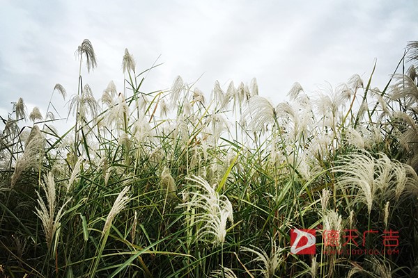 常德市德天廣告有限公司,品牌設(shè)計(jì),活動(dòng)策劃,影視攝制,廣告設(shè)備租賃,媒體廣告推廣,